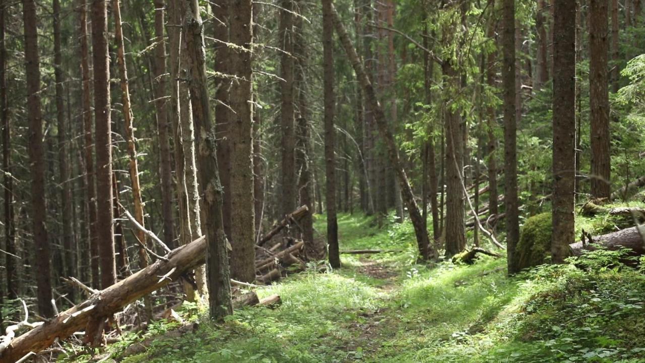 Cozy Stuga - Mountain View Ramsele Exterior foto